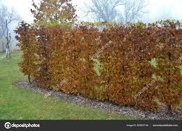 Image result for hornbeam hedge in winter