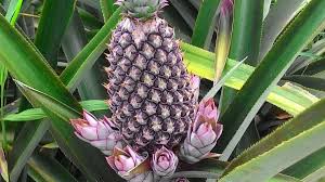 Ananas Pain De Sucre Le Benin A Desormais Un Label De Qualite La Nouvelle Tribune