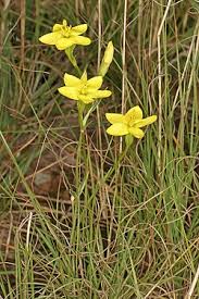 Image result for Sebaea