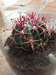Requires a porous cactus soil with additional drainage as can be supplied by perlite and pumice. Pin On Succulents Cacti Air Plants