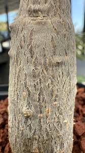 Image result for Coccinia mildbraedii