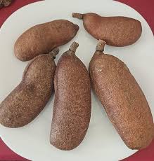 Image result for Hymenaea courbaril