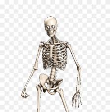 Bone basics and bone anatomy. Human Skeleton Png Images Pngwing