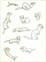 Weasels By Nikkiburr On Deviantart Animal Drawings Sketches Art Sketches