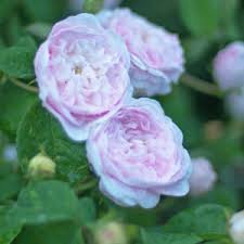 We did not find results for: Roza Francuska Szkolka Roz Rosarium