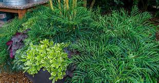 Qualität & sicherheit aus deutschland. Video Soft Caress Mahonia With Linda Vater