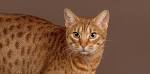 Price of Savannah, Egyptian Mau & Ocicat Cats & Kittens ...