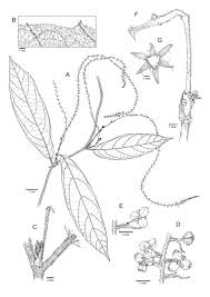 Image result for Tragia grandistipularis