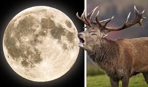 The full list of full moons is: Eqqkzeouriad7m