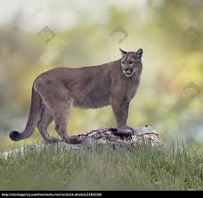 Die augen der katzen sind im verhältnis zum schädel relativ groß. Florida Panther Oder Puma Stock Photo 24692390 Bildagentur Panthermedia