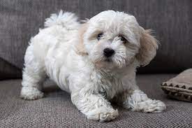 Our price for a companion/pet bolo is $1600. Bolognese Bolo Puppies For Sale Akc Puppyfinder
