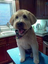 Wheaten Terrier Teddy Bear Haircut Store 57 Off Www Pegasusaerogroup Com