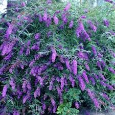 Pin On Gardens Outdoor Living