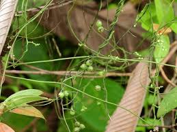 Image result for Cassytha filiformis