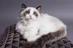 Top 10 Most Expensive Cats - TopTeny Magazine