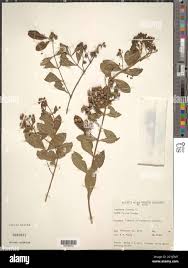 Image result for Lawsonia inermis