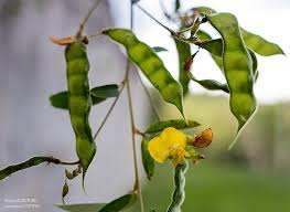 Image result for Cajanus cajan