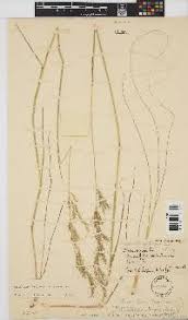 Image result for Trisetopsis