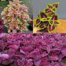 Jual tanaman hias pot +6281338.324881. Murah 3 Paket Tanaman Hias Miana Jual Tanaman Hias Lazada Indonesia