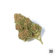 A skunk living under a shed or deck from april to september should always be assumed to be a mother with babies. Special Skunk Bulk Seed Bank