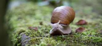 As soon as a baby snail is born, it starts chewing the shell of the egg it hatched from. Are Snails Born With Shells And How Do Snails Get Their Shells