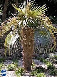 Image result for Coccothrinax