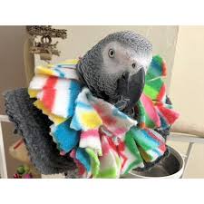 Birds Be Safe Collar Birdsupplies Com Bird Collars Parrot Collars In 2020 Bird Collar Parrot Toys Parrot