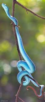 Madagascar Ground Boa Snakes Pinterest Madagascar Boas And Snake