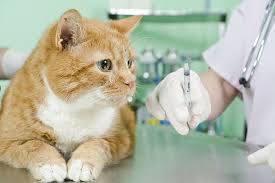 Twice as likely affected than female. Congestive Heart Failure In Cats Symptoms Causes Diagnosis Treatment Recovery Management Cost