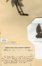 Image result for Chamaeclitandra henriquesiana