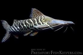 channa diplogramma gallery aquarium catfish freshwater fish beautiful tropical fish