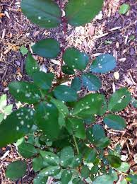 White, black or rusty spots on leaves are from fungal diseases. White Spots On My Rose Bush Leaves Growing In My Gardengrowing In My Garden