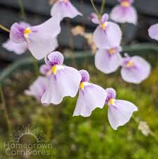 Image result for Utricularia tortilis