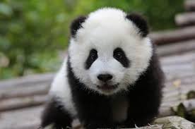 Pin On Baby Animals