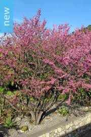 Image result for Entada abyssinica