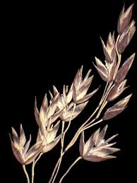 Image result for Poa leptoclada