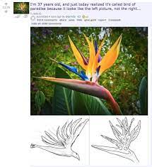 Seamless composition of tropical bird flowers and plants blue zi. Here S Why That Flower Is Actually Called A Bird Of Paradise Birds Of Paradise Funny Birds Best Funny Photos