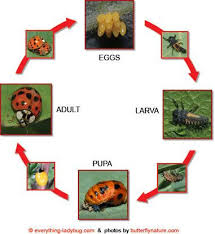 Pin By Alicia Litjens On Gardening Insects The Ones You Want Ladybug Life Cycle Ladybug Life Cycles