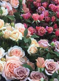 Pin By C C C On Flowers Flowers Rose Pink Roses