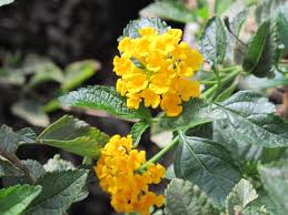 Image result for Lantana camara
