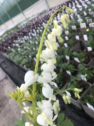Image result for Dicentra spectabilis alba