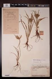 Image result for Cyperus cyperoides