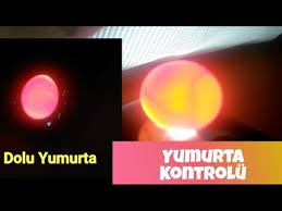 Muhabbet Kuslarinda Yumurta Kontrolu Nasil Yapilir Dolu Mu Bos Mu Youtube