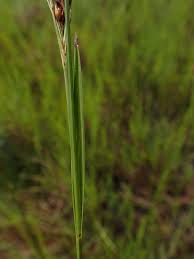 Image result for Rhynchospora rugosa