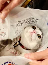 Meat is a great source of protein for your cat. Rice And Beans Cats
