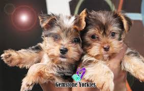 Yorkie puppies are usually intelligent and loving by nature. Merle Yorkies Puppies For Sale Quality Merles Of America Exotic Yorkie Boutique