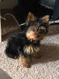 Yorkie haven rescue group is an approved 501(c)(3) nonprofit and was founded in 2006. Teacup Yorkie Poo For Sale In Tn Pets Lovers