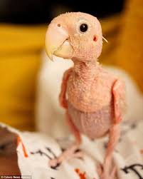 Bird And Pet Clinic Of Roseville Reviews The Oven Ready Parrot Rhea The Bald Bird Wins The Hearts Of Thousands Love Birds Pet Birds Bird
