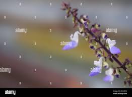 Image result for Isodon ramosissimus