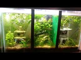 18,918 views • december 8 2013. Best Betta Videos Aquatic Videos